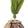 Feathered Friends Toy Coconut Flowerpot -Bird Food Sales Shop 9343740005364